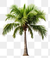 PNG Young palm tree plant white background tranquility. 