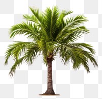 PNG Young palm tree plant white background tranquility. 