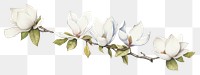 PNG Triple crown magnolia blossom flower plant.