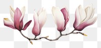 PNG Triple crown magnolia blossom flower petal.