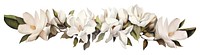 PNG White magnolias flower plant petal.