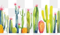 PNG Cactus backgrounds plant white background.