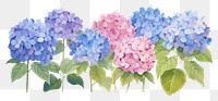PNG Hydrangea outdoors flower plant.