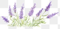 PNG Lavender blossom flower plant.