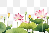 PNG Lotus flowers plant petal lily.