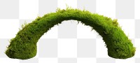 PNG  Semi circle moss plant white background