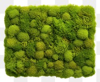 PNG  Square moss plant white background. AI generated Image by rawpixel.