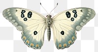PNG Butterfly animal insect moth.