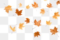PNG Autumn leaves maple backgrounds plant.
