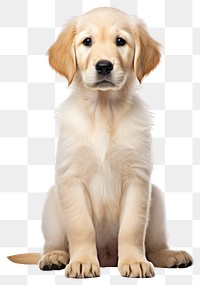 PNG Puppy dog sitting animal mammal. AI generated Image by rawpixel.