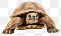 PNG Tutle reptile animal wildlife. AI generated Image by rawpixel.