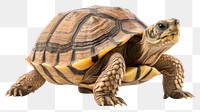 PNG Zucata turtle reptile animal wildlife. AI generated Image by rawpixel.