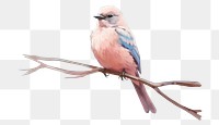 PNG Bird animal wildlife songbird. AI generated Image by rawpixel.
