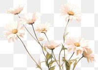 PNG Daisy blossom flower petal. AI generated Image by rawpixel.