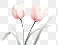 PNG Ltulip blossom flower petal. AI generated Image by rawpixel.