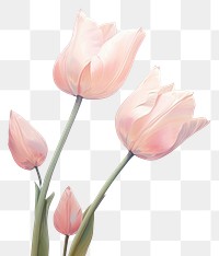 PNG Ltulip blossom flower plant. AI generated Image by rawpixel.