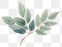 PNG Leaf plant tree art