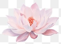 PNG Lotus painting blossom flower. 