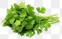 PNG Cilantro parsley plant herbs. AI generated Image by rawpixel.