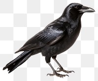 PNG Crow blackbird animal white background. AI generated Image by rawpixel.