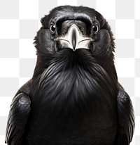 PNG Crow head animal bird beak. AI generated Image by rawpixel.
