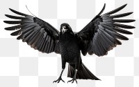 PNG Crow animal bird wing. AI generated Image by rawpixel.