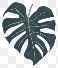 PNG  Chalk style Monstera Deliciosa plant leaf xanthosoma.