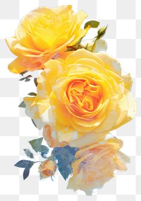 PNG Summer rose outdoors flower. AI generated Image by rawpixel.