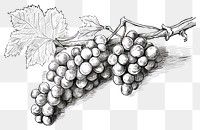PNG  Wine and grapes drawing sketch plant.