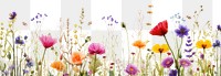 PNG Flower field border backgrounds grassland outdoors. AI generated Image by rawpixel.