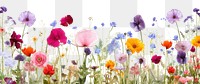 PNG Flower field border backgrounds outdoors blossom. 