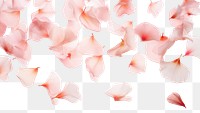 PNG Flower petals backgrounds plant white background. AI generated Image by rawpixel.