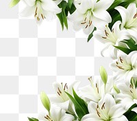 PNG Lily border from bottom backgrounds flower plant. AI generated Image by rawpixel.