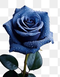 PNG Navy blue rose flower plant inflorescence.