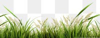 PNG Rice field border outdoors nature plant. AI generated Image by rawpixel.