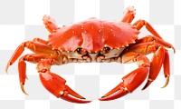 PNG King Crab crab lobster seafood.