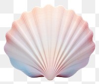 PNG Seashell clam invertebrate simplicity.