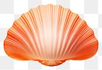 PNG Shell clam white background invertebrate.