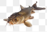 PNG Photo of catfish animal carp 