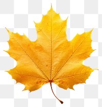 PNG Golden autumn leaf plant tree white background.