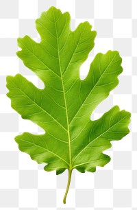PNG Green oak leaf plant tree freshness.