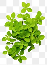 PNG Oregano plant herbs leaf groundcover.