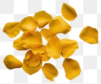 PNG Yellow flowers petals plant turquoise freshness.