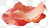 PNG Lotu petal flower plant rose.