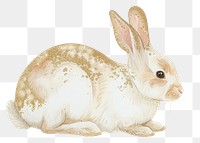 PNG Rabbit outline animal rodent.