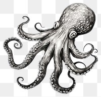 PNG Octopus drawing animal sketch.