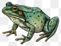 PNG Frog amphibian wildlife animal.