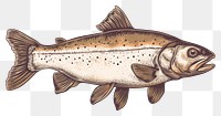 PNG Fish animal trout white background.