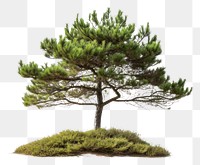 PNG Pine tree plant white background tranquility.