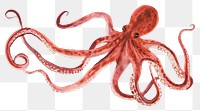 PNG An octopus in the style of minimalist illustrator animal white background invertebrate